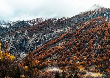 Misty forest in the Alps