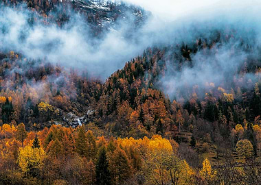 Misty forest in the Alps