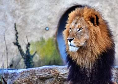 Portrait Of A Lion Face