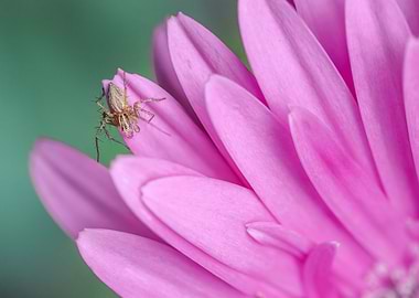 The spider and the flower