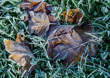 Ice Leaf Grass
