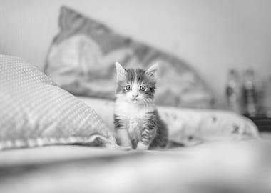 Kitten on a bed