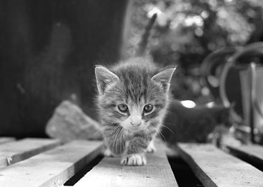 Kitten on a table