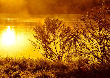 Reflection Yellow Sun Tree