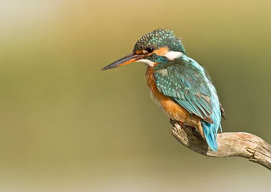 Common Kingfisher Alcedo