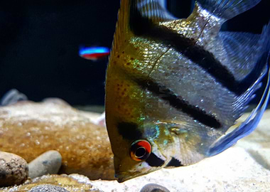 Angelfish Tropical Fish