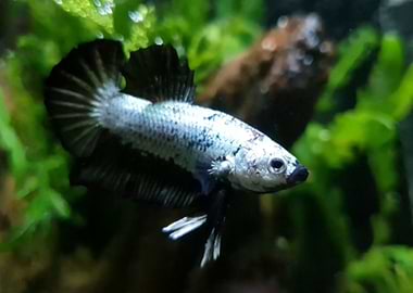 Betta Fish Tropical Fish