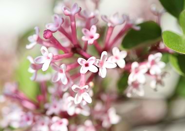 Syringa vulgaris oleaceae