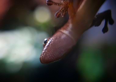 Cameroon Dwarf Gecko Owner