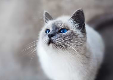 Cat Blue eyes