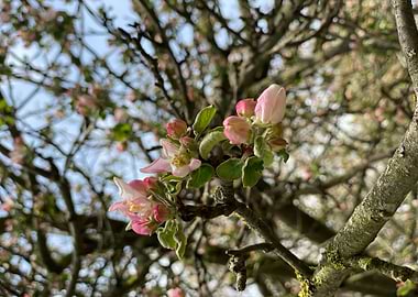 Little Bees Flying Around