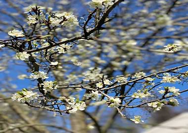 In Love With Flowers