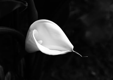 calla lily 2