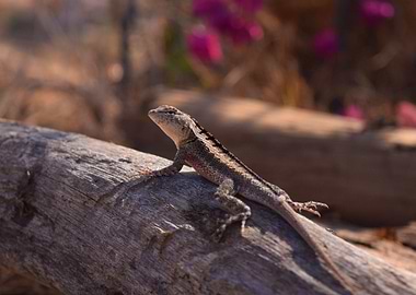 Lizard enjoying the sun
