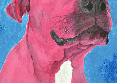 Pink Pitbull