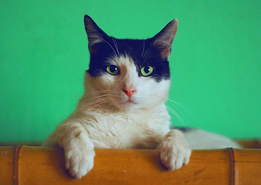 Cat green background
