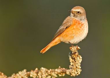 Juvenile redstart bird