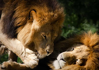 Loving Lions