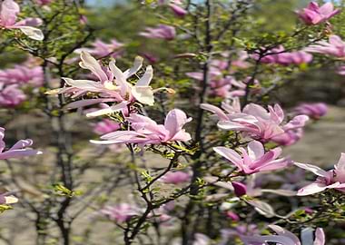 Flowers That Women Love