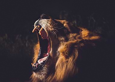 Roaring Lion
