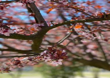Beautiful Magnolien Tree