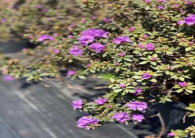 Bushes Flowers Roses