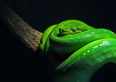 Green snake