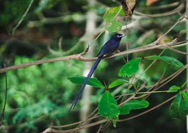 Paradise Flycatcher