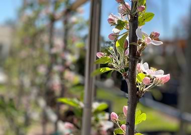 Close Up Flower Garden