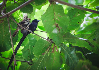 Paradise Flycatcher Couple