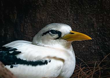 White Tailed Tropicbird