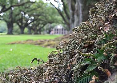 Ferns Up Close
