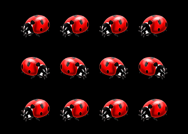 Ladybug pattern