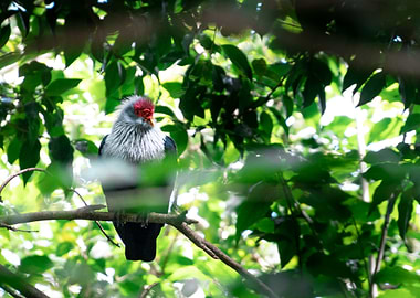 Seychelles Blue Pigeon