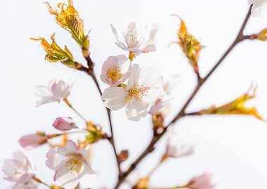 Cherry Tree Blossom