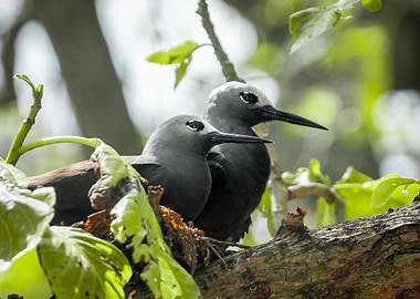 Couple of Lesser Noddy