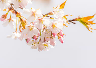 Cherry Tree Blossom