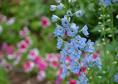Powder Blue Flowers