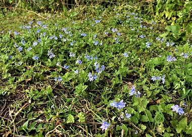 slender speedwell