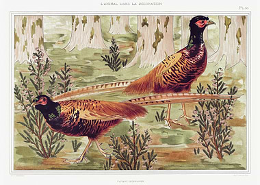 Ordinary pheasants
