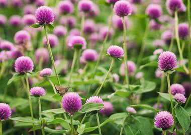 Butterfly on a pink flower