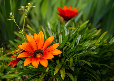 Orange blossomed flowers