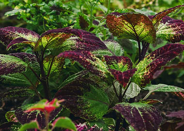 Green and red leaves