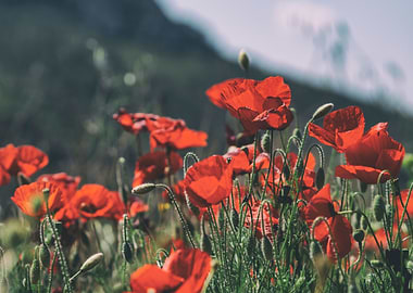 Red poppies
