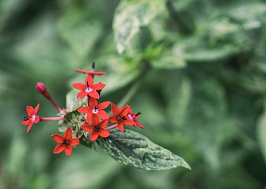 Red flowers