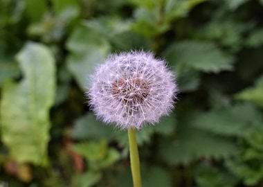 dandelion seed