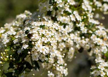 White blossomed flowers