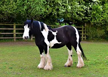 Irish cob