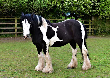 Irish cob