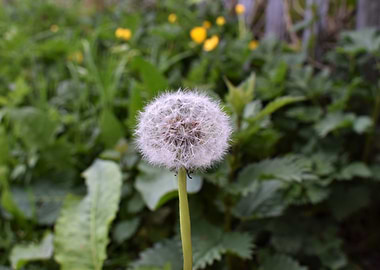 dandelion